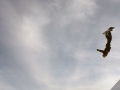 backflip