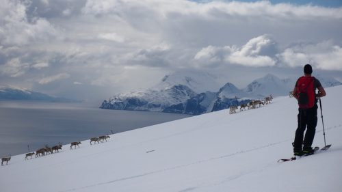 rentiere splitboard lyngen